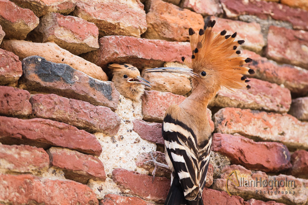 Incredible India Wildlife