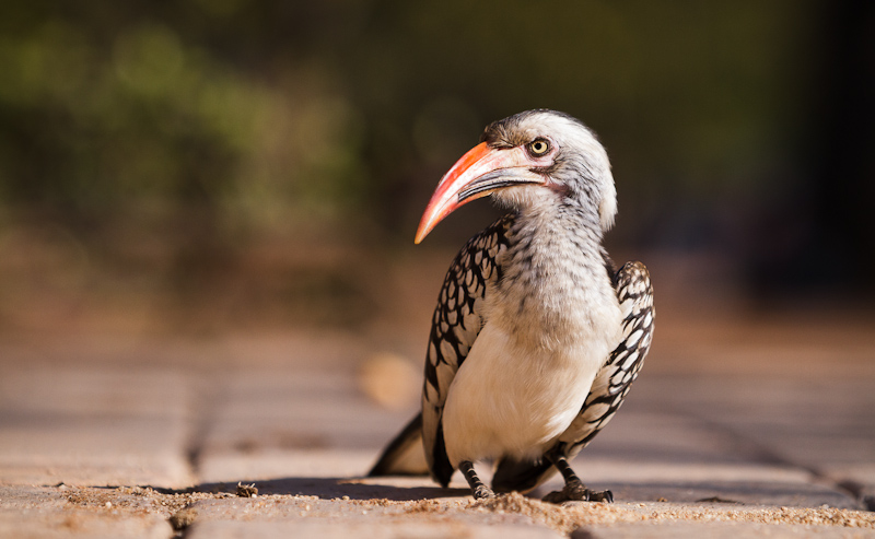 Ugens billede – Safari til Kruger National park i Sydafrika