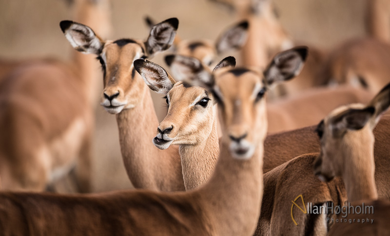 Ugens billede – Impalaer og zebraer fra Kruger National Park
