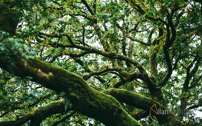 Ugens billede – Træer i Skotland